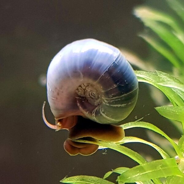 Close-up of Blue Ramshorn Snails on aquarium substrate with green aquatic plants in the background