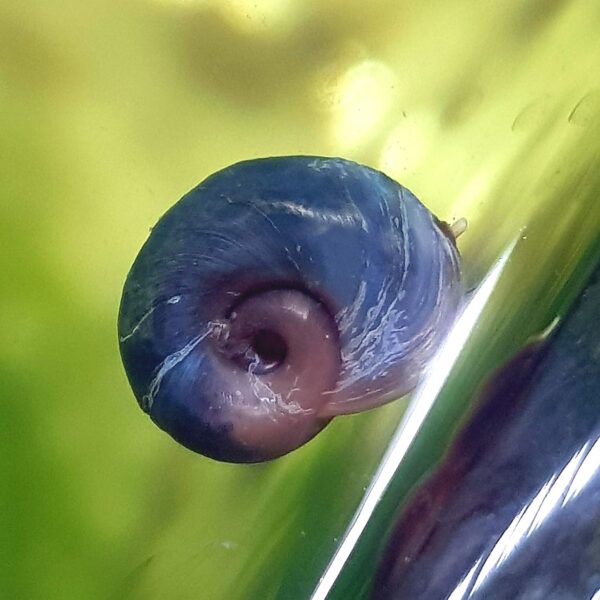 Close-up of Blue Ramshorn Snails on aquarium substrate with green aquatic plants in the background