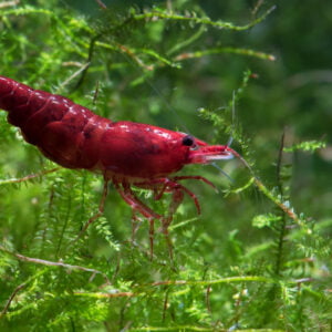 Close-up of a Red Cherry Shrimp on green aquatic plants in an aquarium