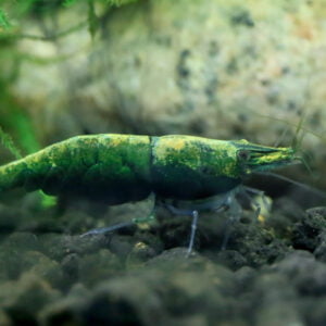 Close-up of a emerald Green Shrimp on aquarium substrate with rocks and aquatic plants in the background