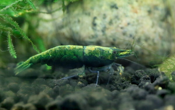 Close-up of a emerald Green Shrimp on aquarium substrate with rocks and aquatic plants in the background