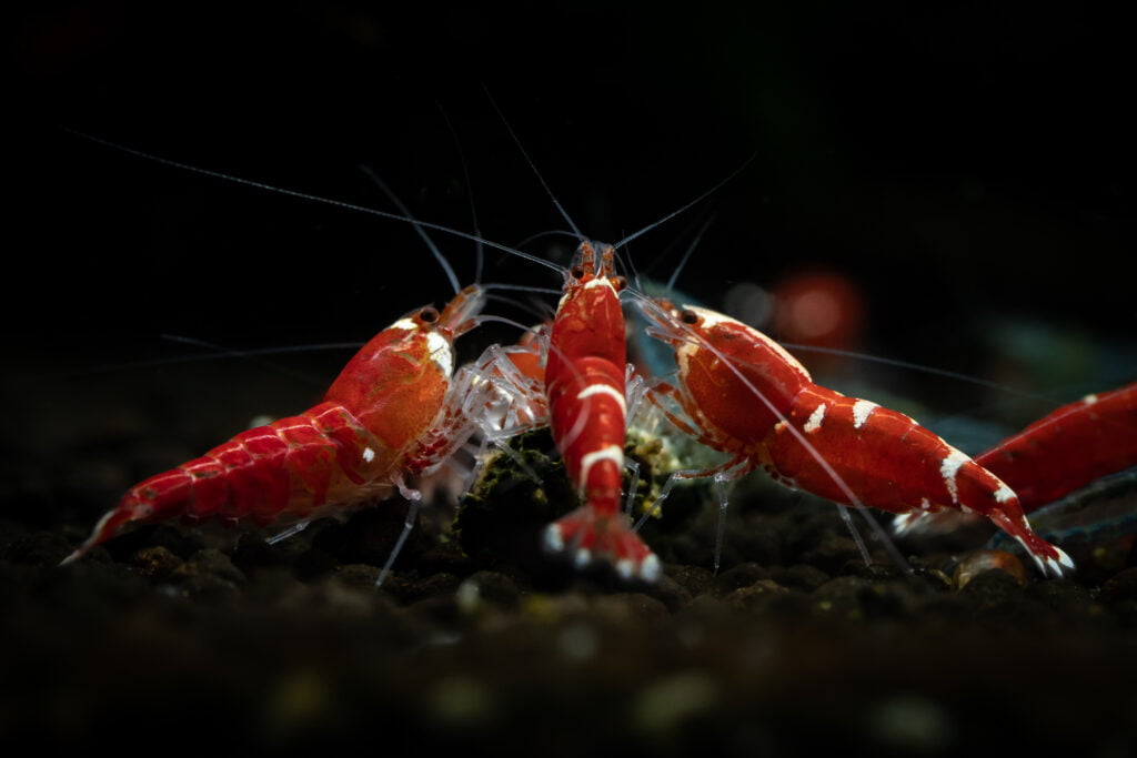 Group of Red Crystal Shrimp feeding on substrate in a dark aquarium