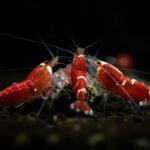 Group of Red Crystal Shrimp feeding on substrate in a dark aquarium