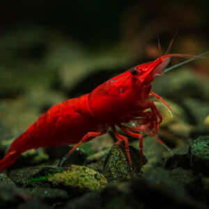 Close-up of a Red Cherry Shrimp on aquarium substrate with rocks in the background