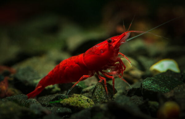 Close-up of a Red Cherry Shrimp on aquarium substrate with rocks in the background