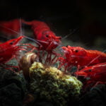 Group of Red Cherry Shrimp feeding on a food pellet in an aquarium