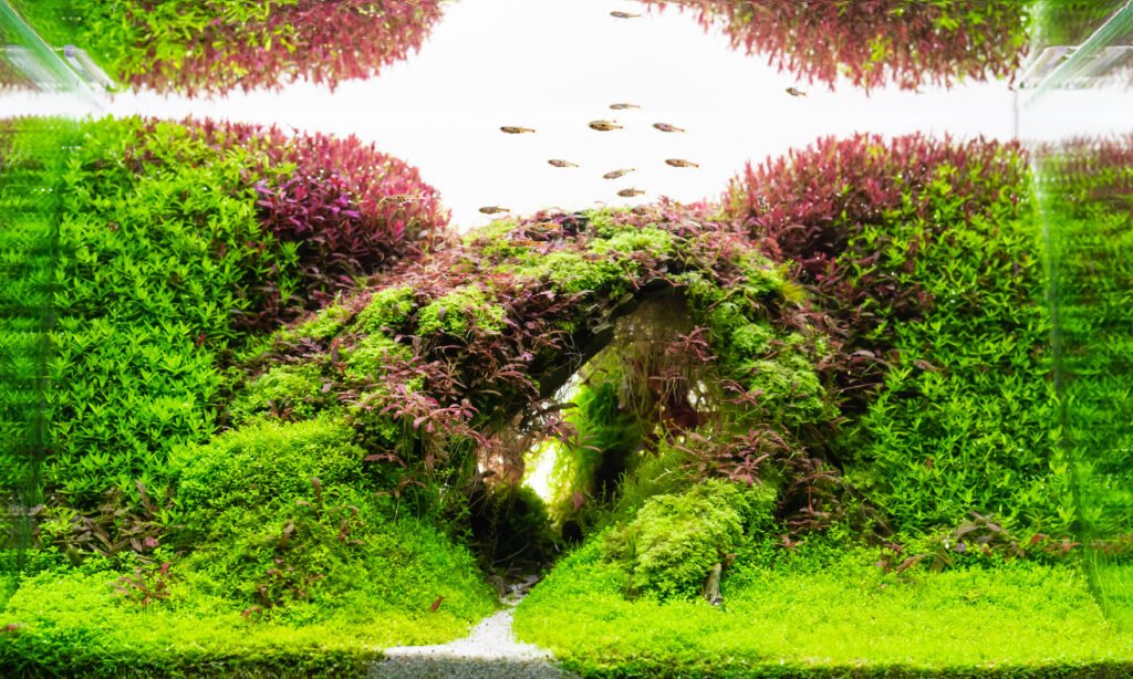 Aquascaped aquarium with dense green and red plants forming a natural archway with small fish swimming above