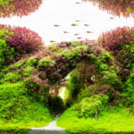Aquascaped aquarium with dense green and red plants forming a natural archway with small fish swimming above