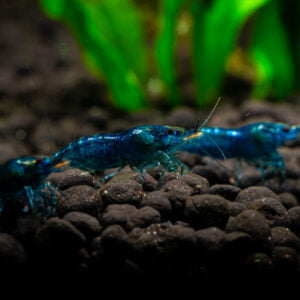 Close-up of Blue Emerald Shrimp on aquarium substrate with green aquatic plants in the background