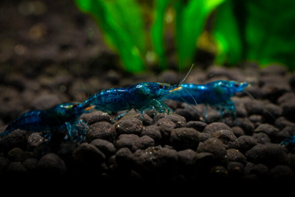 Close-up of Blue Emerald Shrimp on aquarium substrate with green aquatic plants in the background