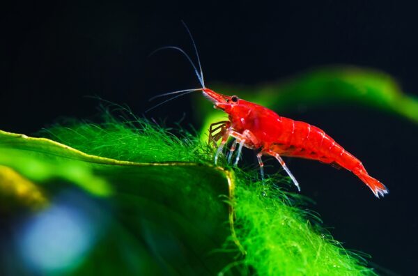 Close-up of a Red Cherry Shrimp perched on a green leaf in an aquarium