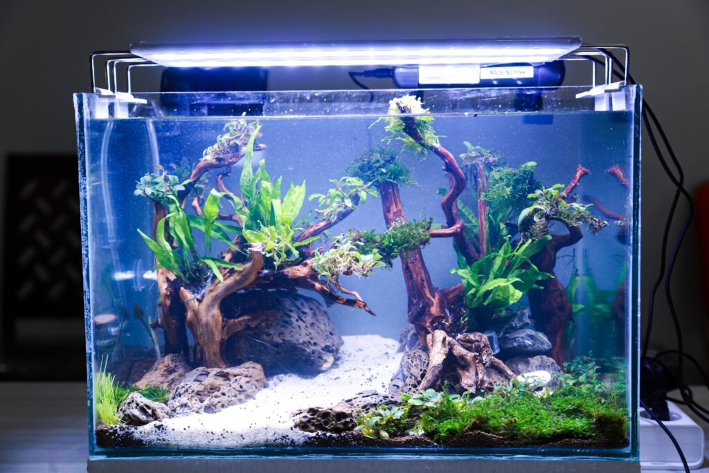 Planted aquarium with driftwood, rocks, and lush green aquatic plants under LED lighting