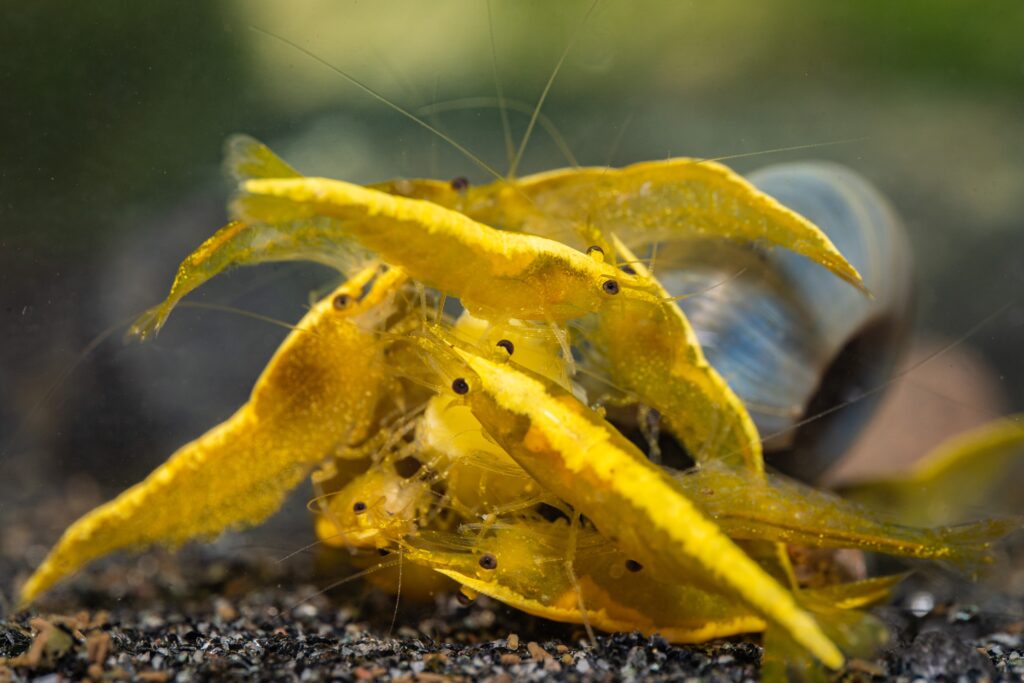 Cluster of Yellow Shrimp feeding on a substrate in an aquarium