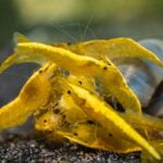 Cluster of Yellow Shrimp feeding on a substrate in an aquarium
