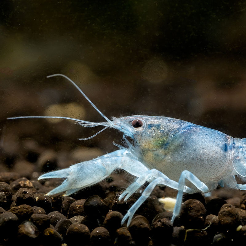Close-up of a Blue Shrimp on a dark substrate in an aquarium