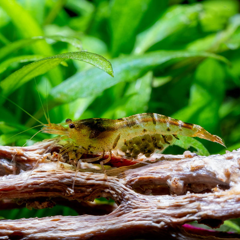 Close-up of a green and brown shrimp with eggs on a wooden branch in a planted aquarium.